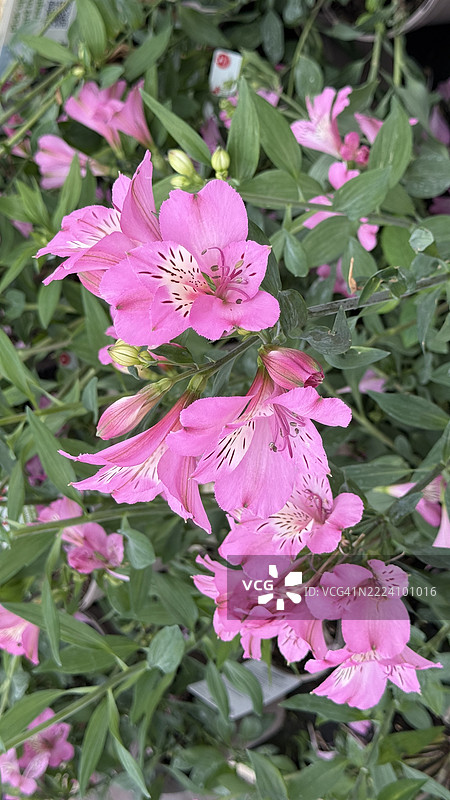 粉色秘鲁百合（阿尔斯特罗梅里亚·奥雷亚）植物的花蕾、盛开和特写图片素材