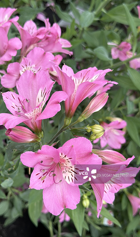 粉色秘鲁百合（阿尔斯特梅利亚·奥雷亚）植物的花蕾、盛开和特写图片素材