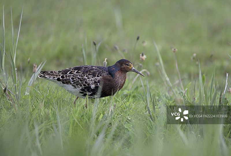 草地上的鲁夫鸟（Philomachus pugnax），荷兰北荷兰省特塞尔岛图片素材