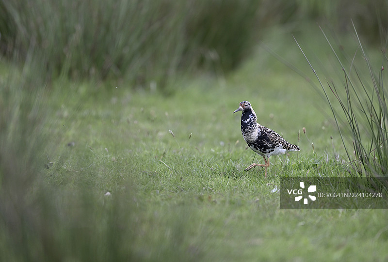 草地上的鲁夫鸟（Philomachus pugnax），荷兰北荷兰省特塞尔岛图片素材