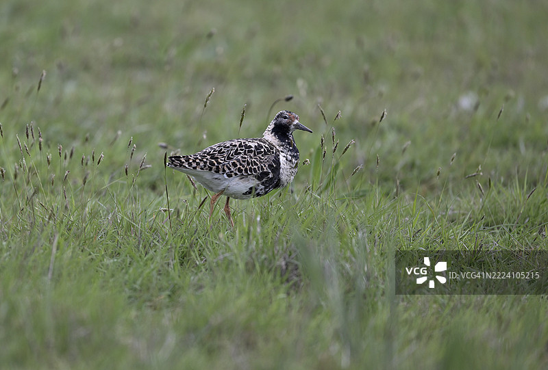 草地上的鲁夫鸟（Philomachus pugnax），荷兰北荷兰省特塞尔岛图片素材