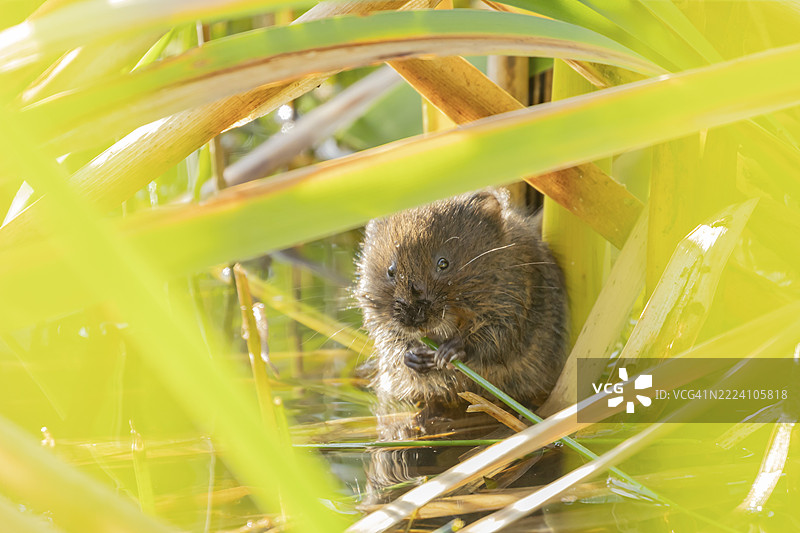 水田鼠（Arvicola amphibius）成年动物在池塘中啃食芦苇植物茎，英格兰，英国，欧洲图片素材