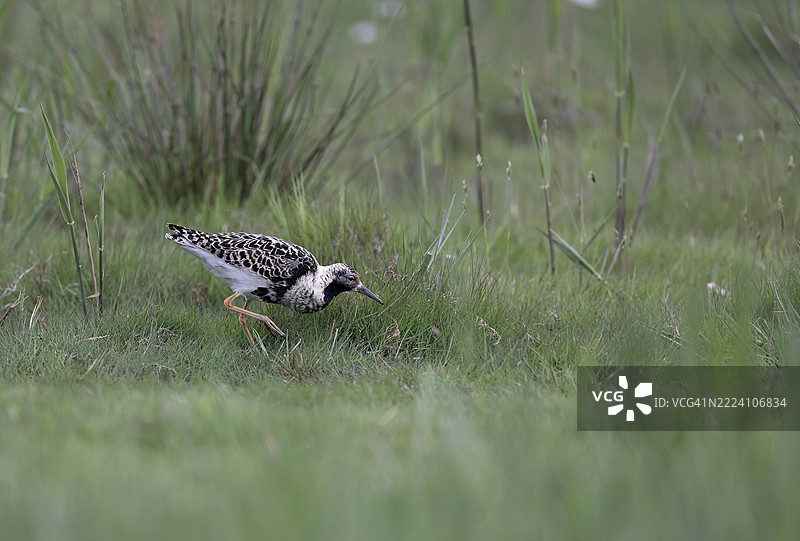 草地上的鲁夫鸟（Philomachus pugnax），荷兰北荷兰省特塞尔岛图片素材