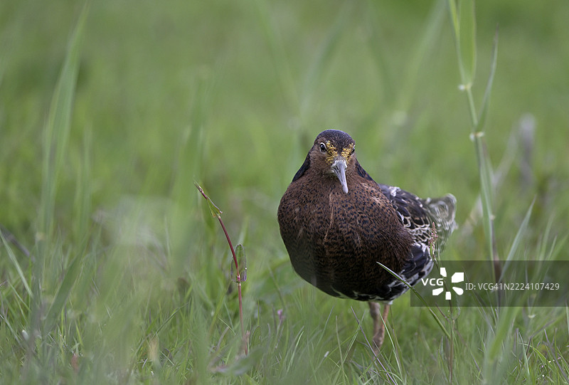 草地上的鲁夫鸟（Philomachus pugnax），荷兰北荷兰省特塞尔岛图片素材