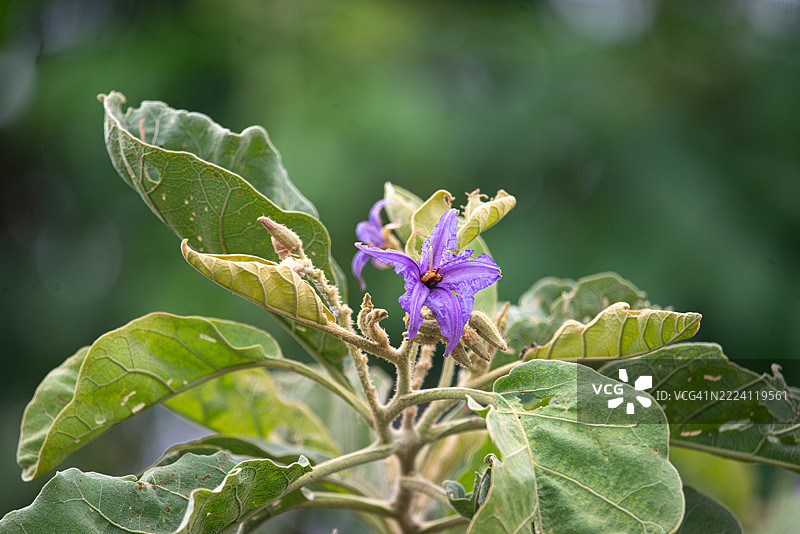 塞拉多野花盛开图片素材