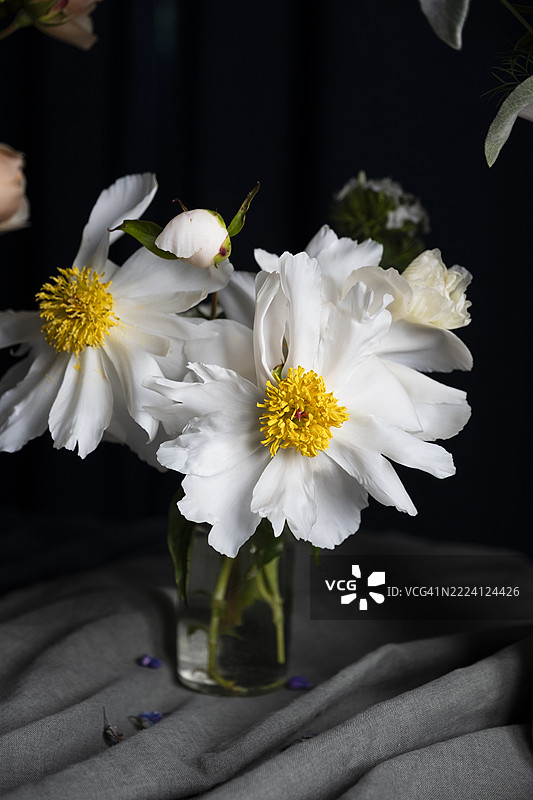 瓶中牡丹与戏剧性的光影图片素材