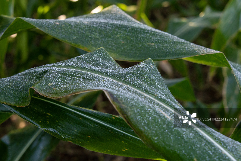 玉米田和牧场上的霜图片素材