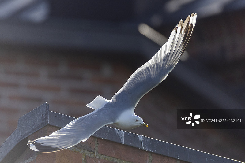 海鸥特写图片素材