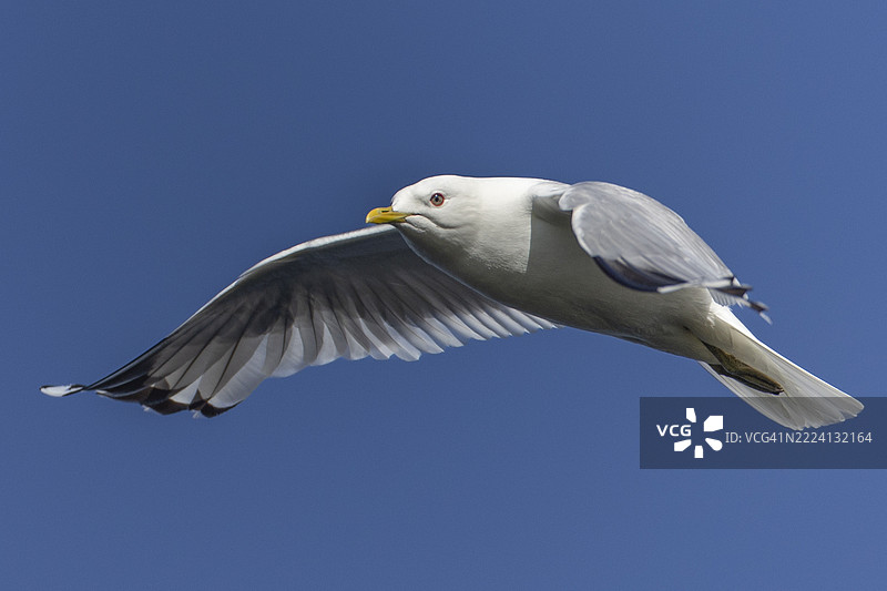 海鸥特写图片素材