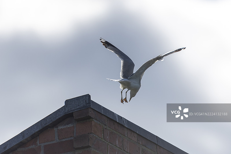 海鸥特写图片素材