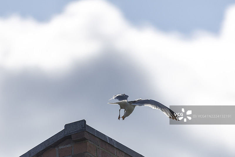 海鸥特写图片素材