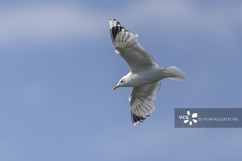 海鸥特写图片素材