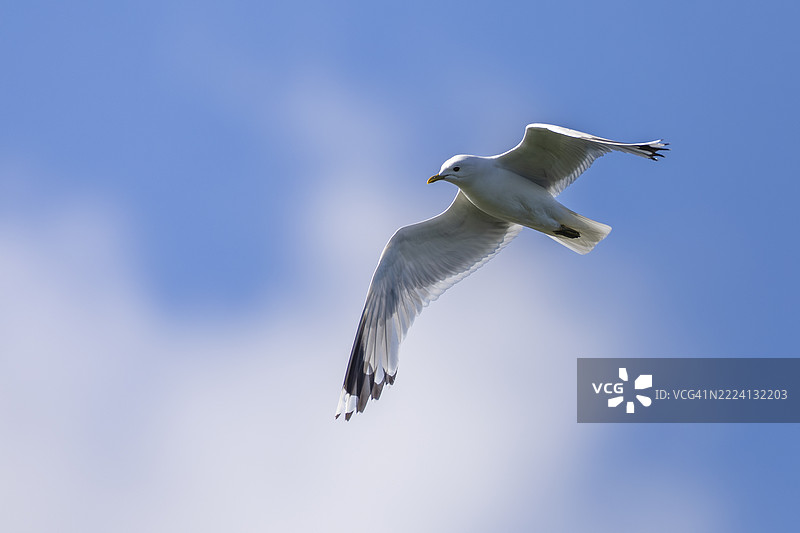 海鸥特写图片素材