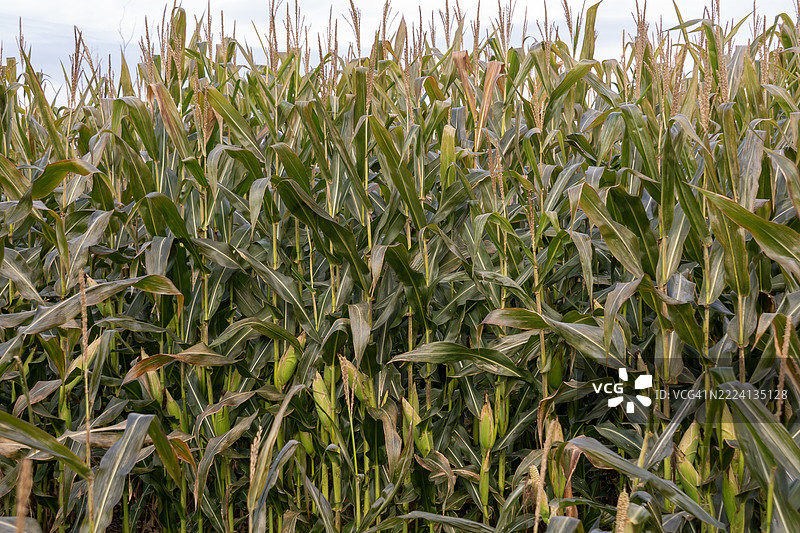 玉米田和牧场上的霜图片素材
