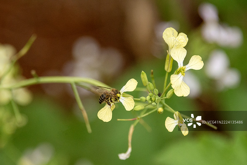 一只欧洲蜜蜂在采集花蜜图片素材