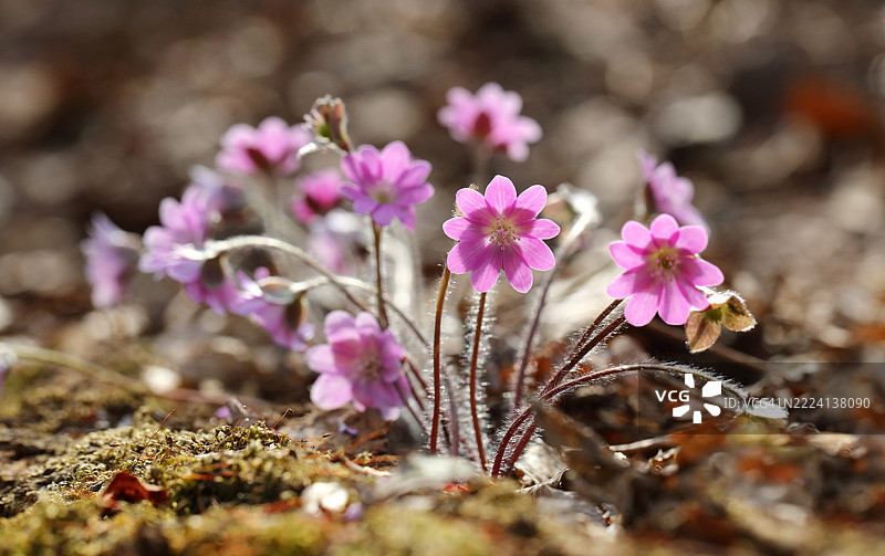 肝素花图片素材