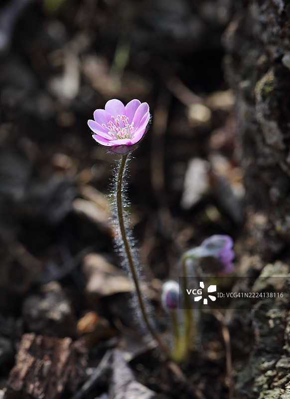 肝素花图片素材