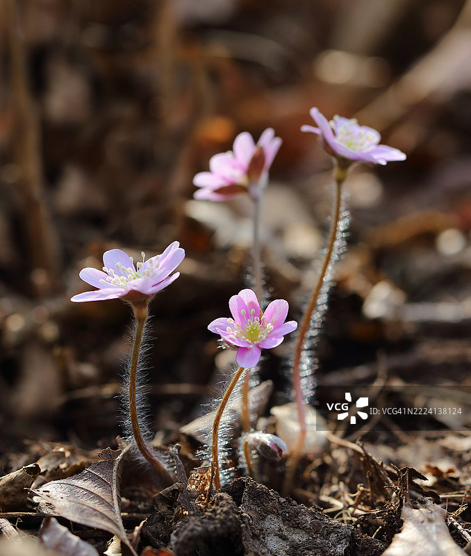 肝素花图片素材