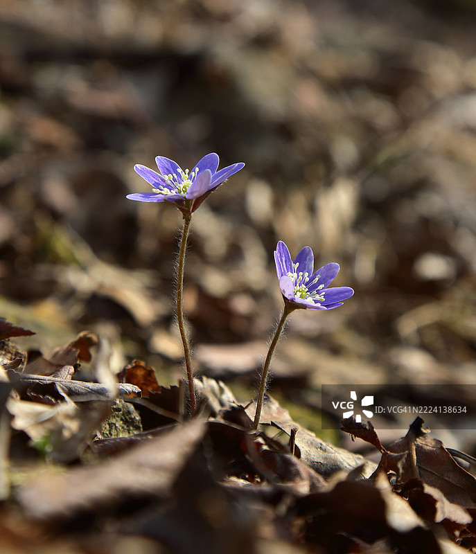 肝素花图片素材