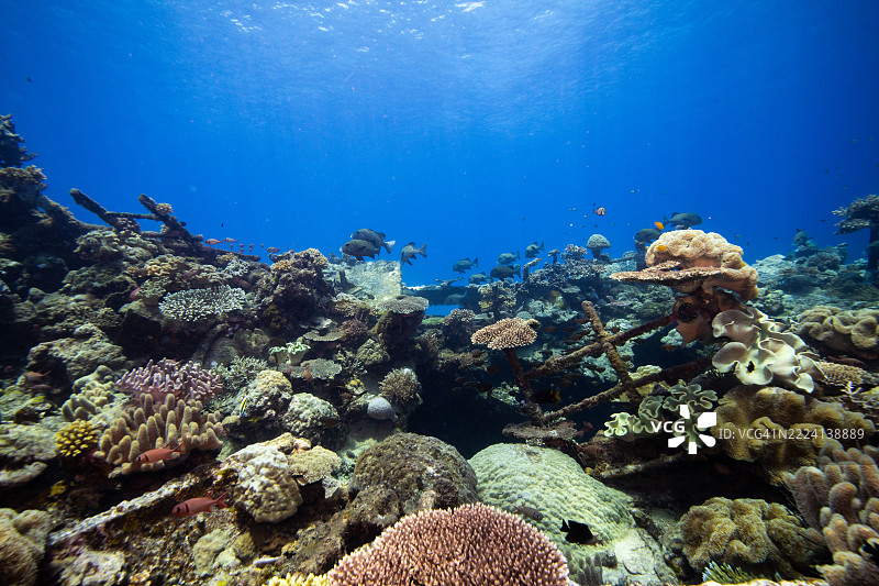 菲律宾阿波礁珊瑚海外风光海洋皮肤潜水船只残骸图片素材