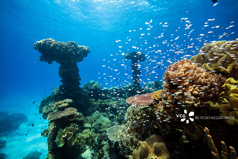 菲律宾阿波礁珊瑚海外风光海洋皮肤潜水船只残骸图片素材
