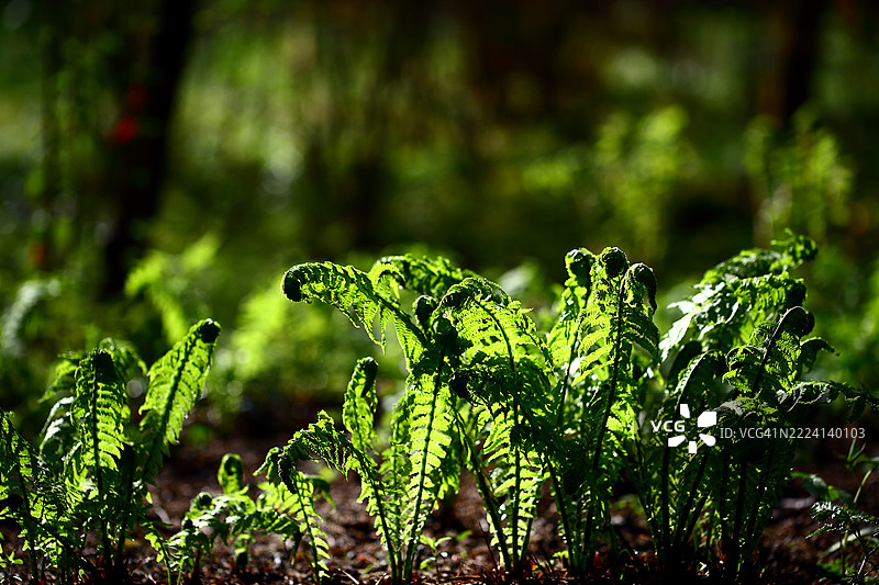 蓝钟蕨图片素材