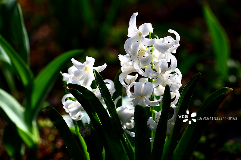 风信子图片素材
