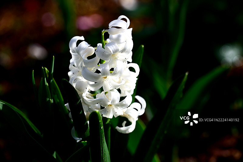 风信子图片素材