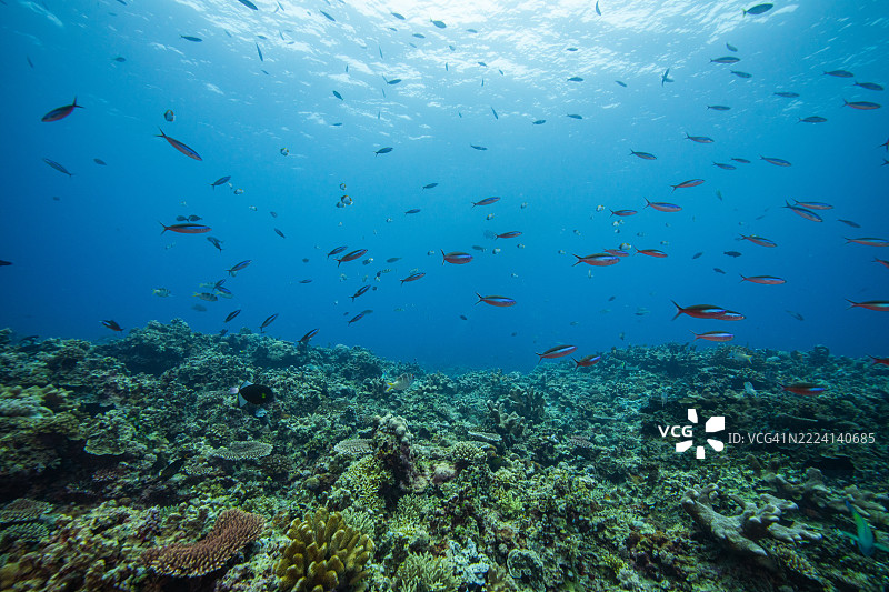 菲律宾阿波礁珊瑚海外风光海洋皮肤潜水图片素材