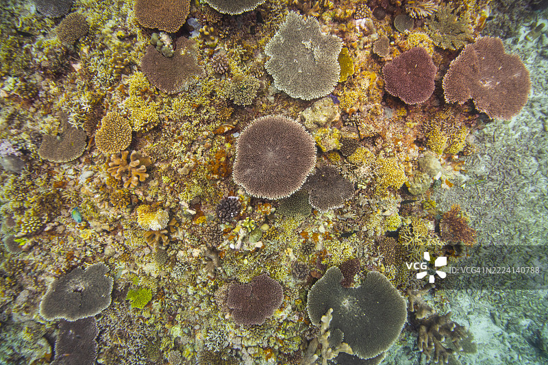 菲律宾阿波礁珊瑚海外风光海洋潜水图片素材