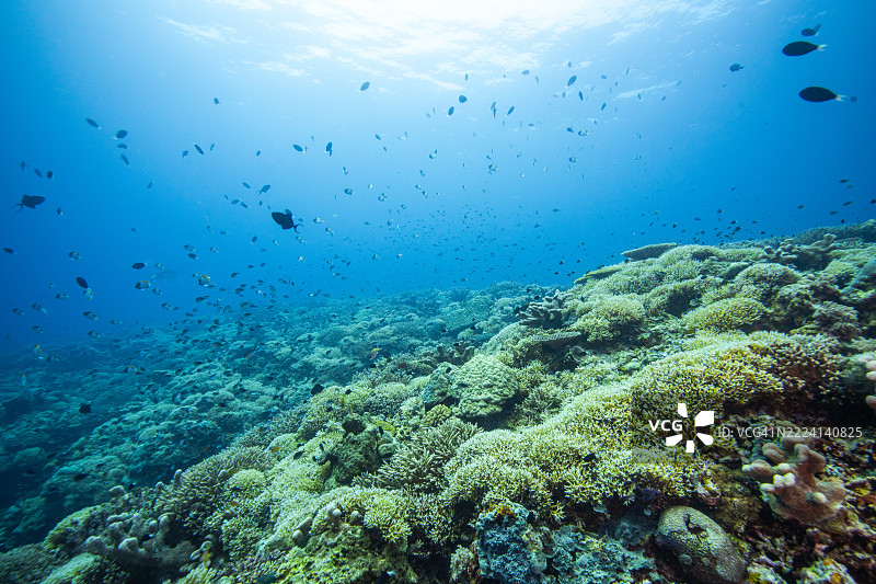 菲律宾阿波礁珊瑚海外风光海洋皮肤潜水图片素材