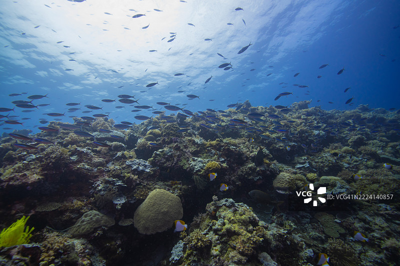 菲律宾阿波礁珊瑚海外风光海洋皮肤潜水图片素材