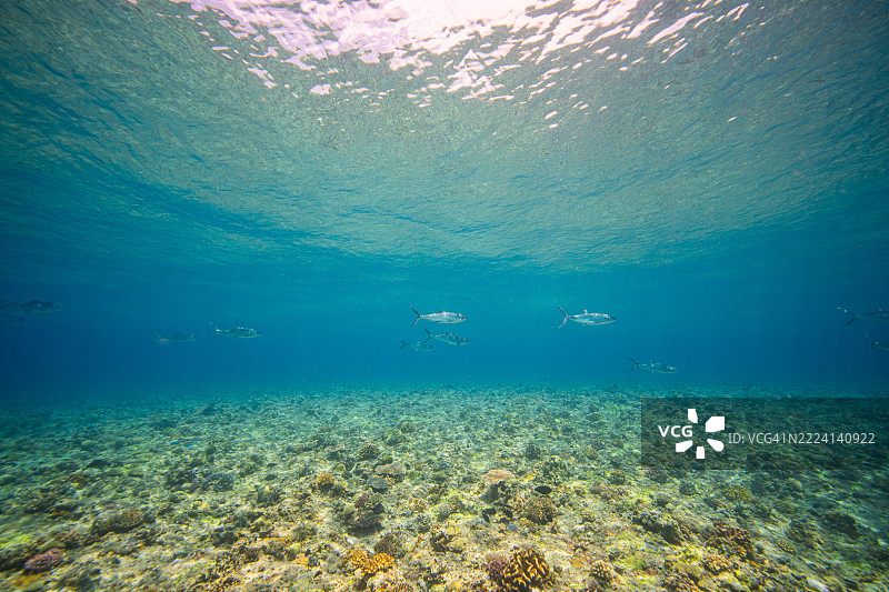 菲律宾阿波礁珊瑚海外风光海洋皮肤潜水金枪鱼图片素材