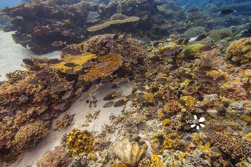 菲律宾阿波礁珊瑚海外风光海洋皮肤潜水图片素材