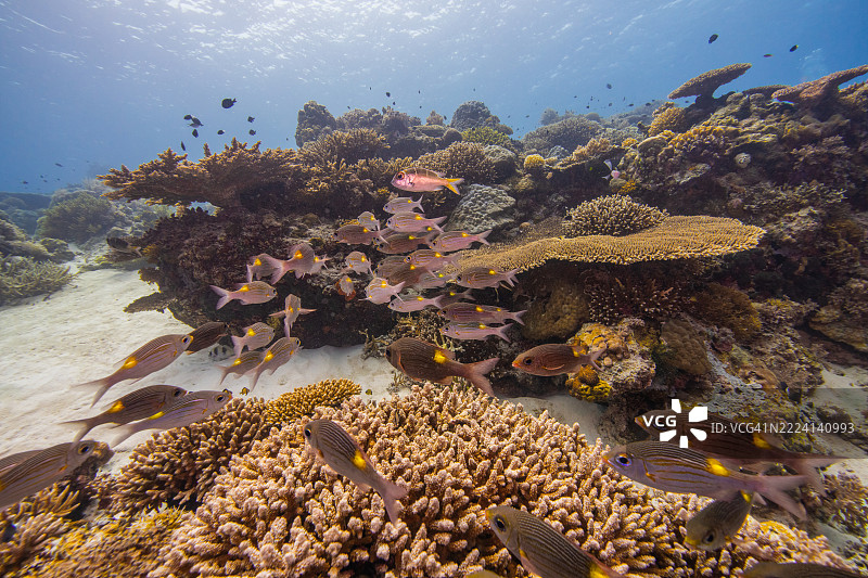 菲律宾阿波礁珊瑚海外风光海洋皮肤潜水图片素材