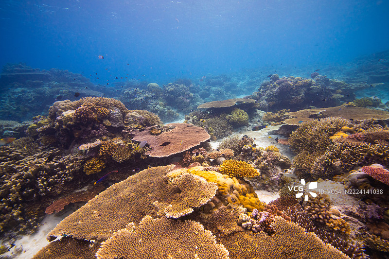 菲律宾阿波礁珊瑚海外风光海洋皮肤潜水图片素材