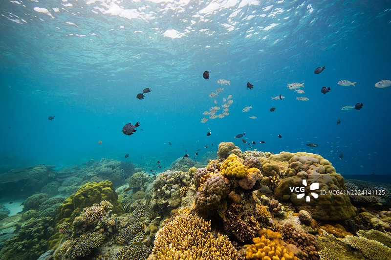 菲律宾阿波礁珊瑚海外风光海洋皮肤潜水图片素材