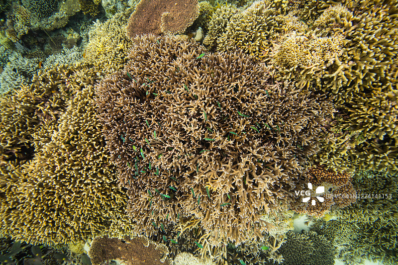 菲律宾阿波礁珊瑚海外风光海洋潜水图片素材