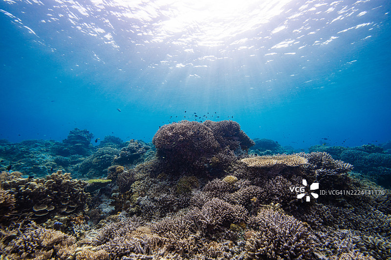 菲律宾阿波礁珊瑚海外风光海洋皮肤潜水图片素材