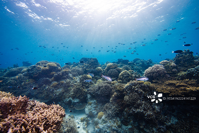 菲律宾阿波礁珊瑚海外风光海洋皮肤潜水图片素材