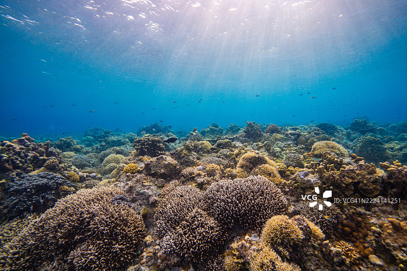 菲律宾阿波礁珊瑚海外风光海洋皮肤潜水图片素材