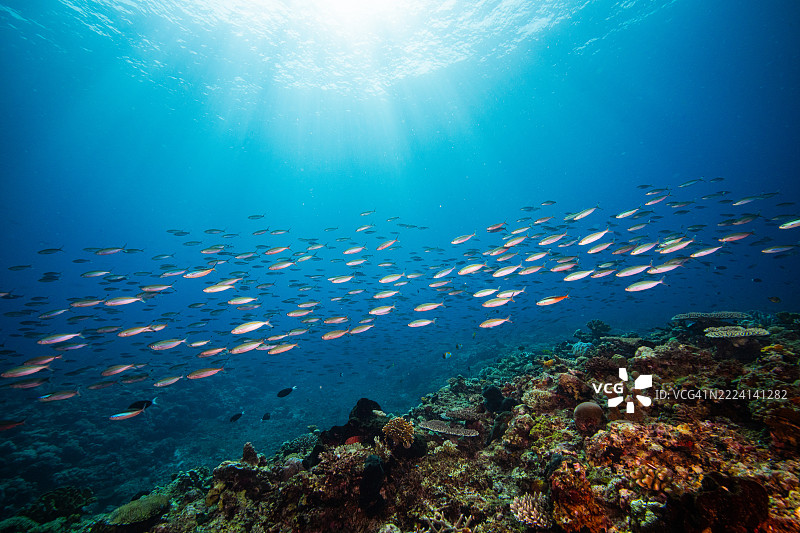 菲律宾阿波礁珊瑚海外风光海洋皮肤潜水图片素材