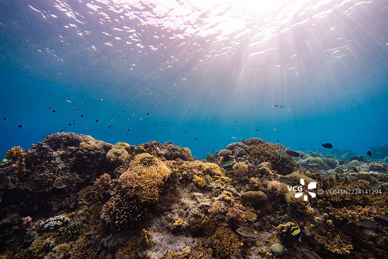 菲律宾阿波礁珊瑚海外风光海洋皮肤潜水图片素材