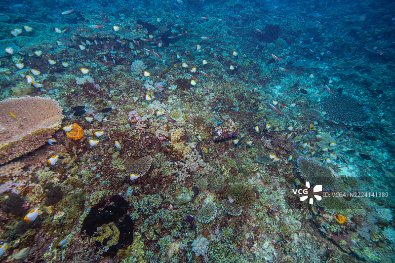 菲律宾阿波礁珊瑚海外风光海洋潜水图片素材