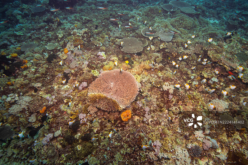 菲律宾阿波礁珊瑚海外风光海洋潜水图片素材