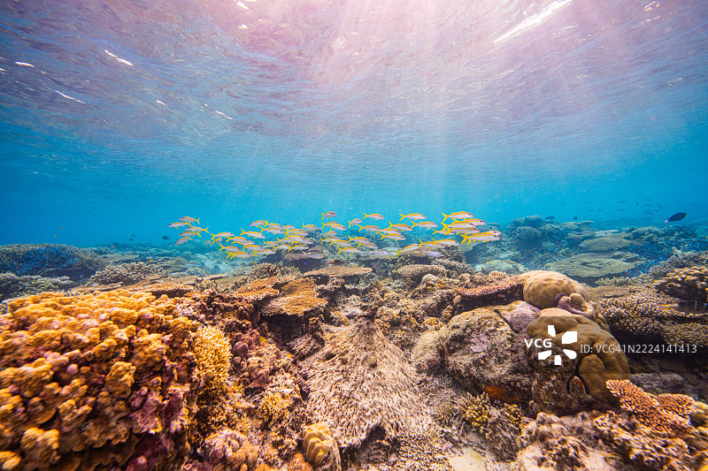 菲律宾阿波礁珊瑚海外风光海洋皮肤潜水图片素材