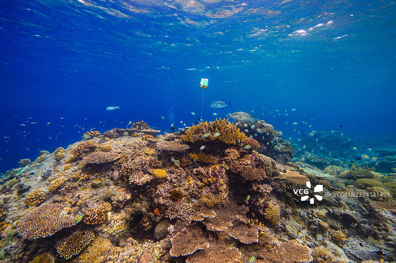菲律宾阿波礁珊瑚海外风光海洋皮肤潜水图片素材