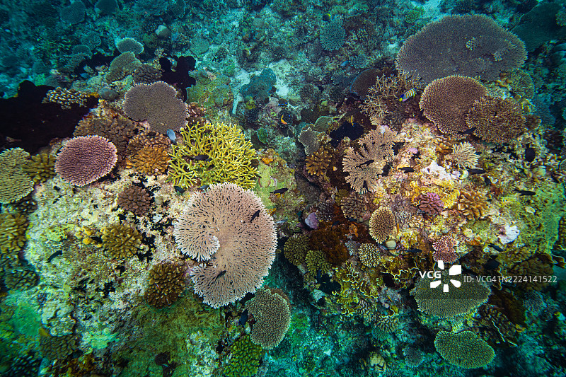 菲律宾阿波礁珊瑚海外风光海洋潜水图片素材