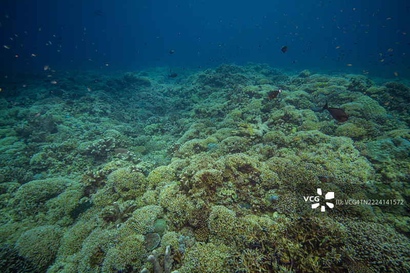 菲律宾阿波礁珊瑚海外风光海洋皮肤潜水图片素材