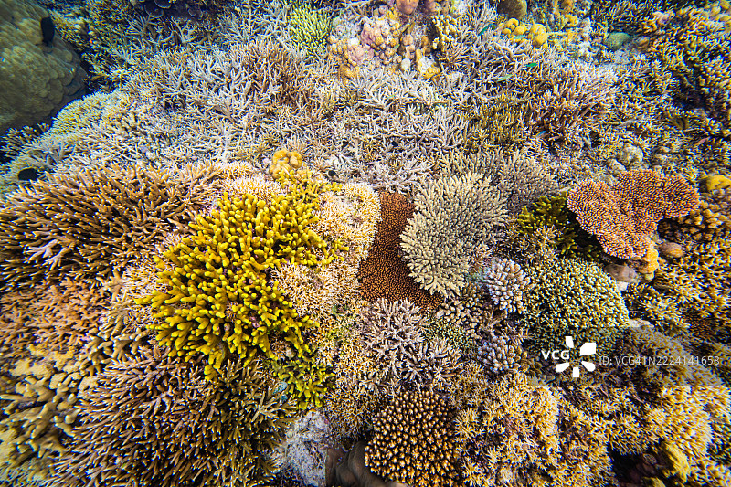 菲律宾阿波礁珊瑚海外风光海洋皮肤潜水图片素材
